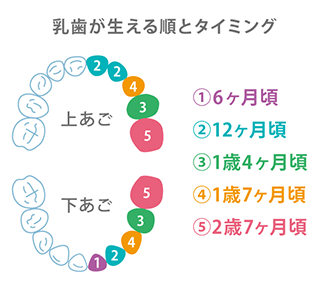歯が生えはじめた頃
